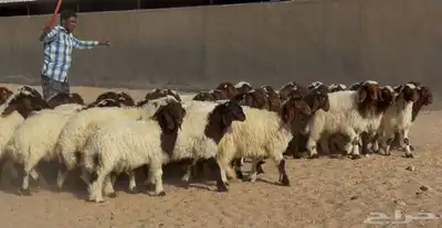 بهم نعيم هرافي الغالب خرفان طيبه العدد 46 6