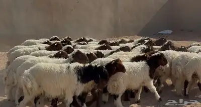 بهم نعيم هرافي الغالب خرفان طيبه العدد 46 1