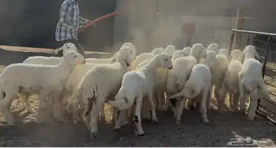 بهم حريات طيبه العدد 19 كلها خرفان ماعدا ثنتين رخال 0