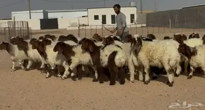 بهم نعيم هرافي الغالب خرفان طيبه العدد 46 0