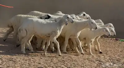 بهم حريات طيبه العدد 19 كلها خرفان ماعدا ثنتين رخال 5