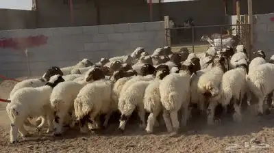 بهم نعيم هرافي الغالب خرفان طيبه العدد 46 4