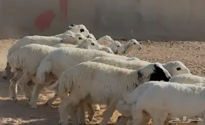 بهم حريات طيبه العدد 19 كلها خرفان ماعدا ثنتين رخال 3
