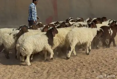 بهم نعيم هرافي الغالب خرفان طيبه العدد 46 5