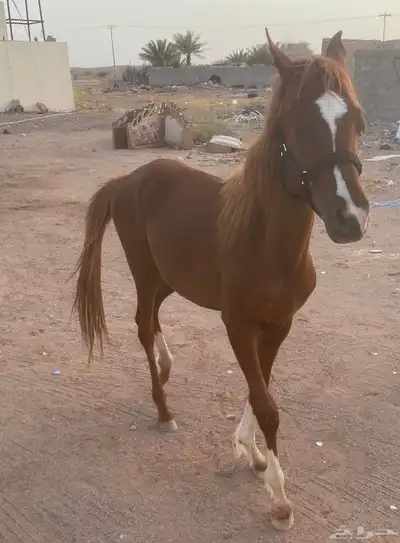 حصان للبيع 0