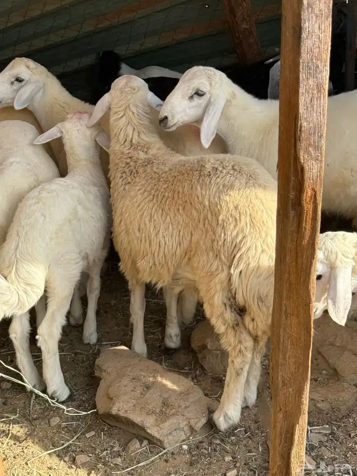 رخله نظيفة حلال شايب للي يبي يذبح 1