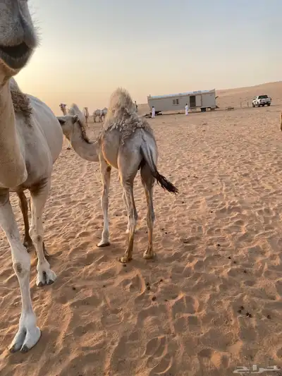 حشو برية فاخرة   حاشي 1