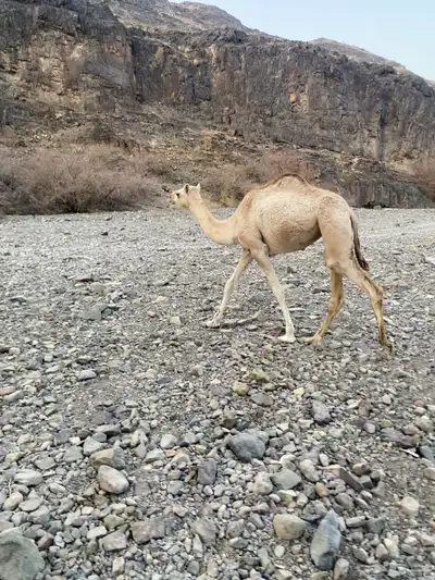 بكره للبيع 0