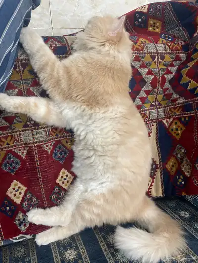 قط شيرازي نظيف جدا 2