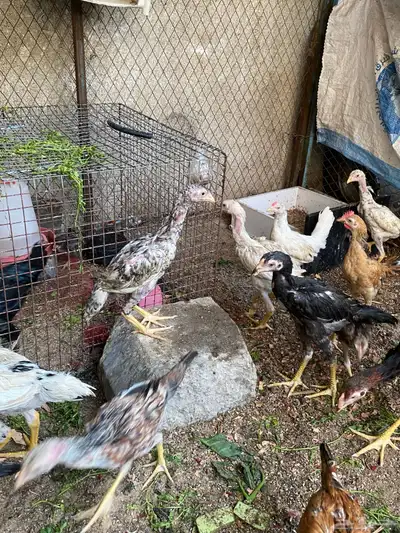 فروخ باكستاني سندي بيور 0