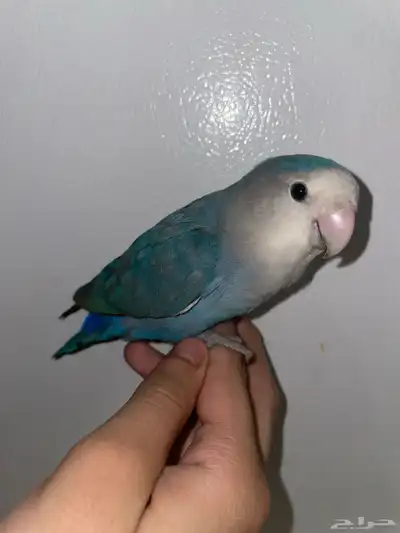 ماشاءالله تبارك الله طير روز 0