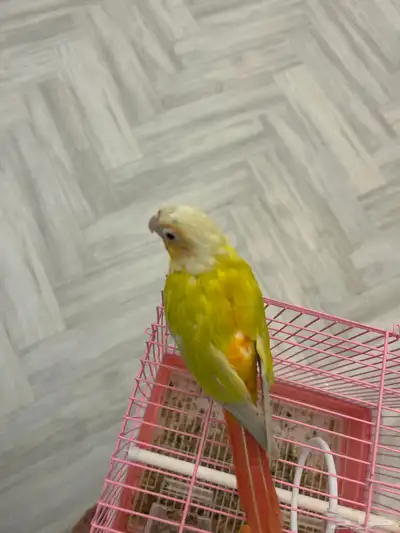للبيع ببغاء أليف جدا  لعوب  كنيور صن شيك رد فاكتور مع ملحقات 5