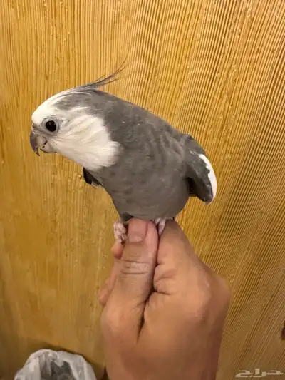 ذكر كروان هولندي 0