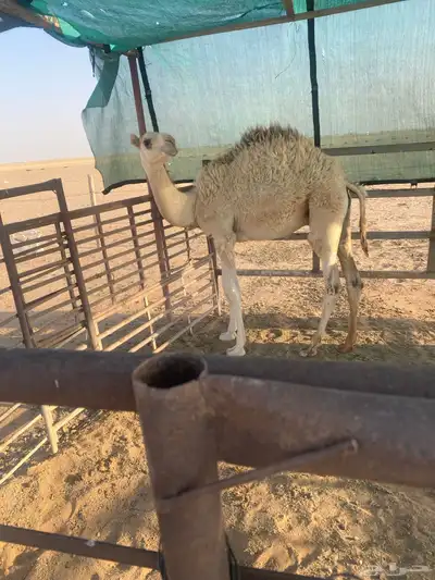 قعود عمره خمس شهور ونص 0