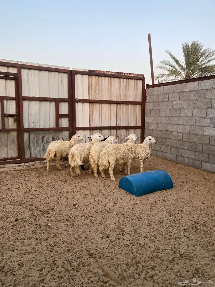 ذبايح حريات 3