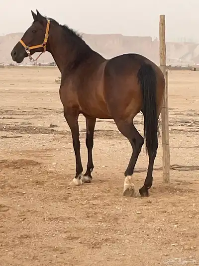 فرس انقليزي مع جميع مستلزماته 4