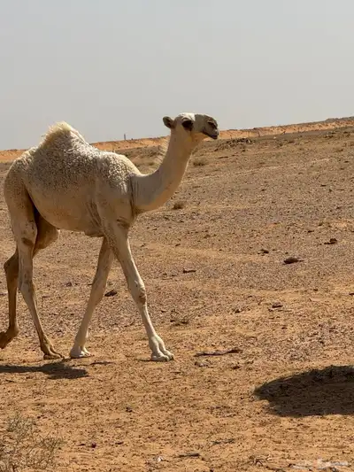 ذود للبيع 2