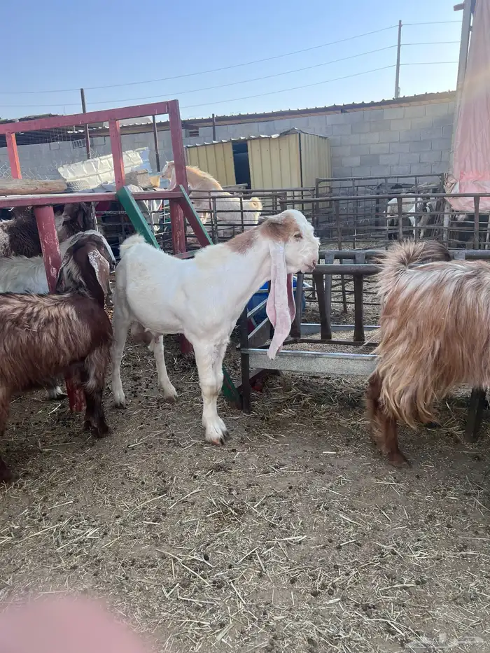 عنزين وتيس 5
