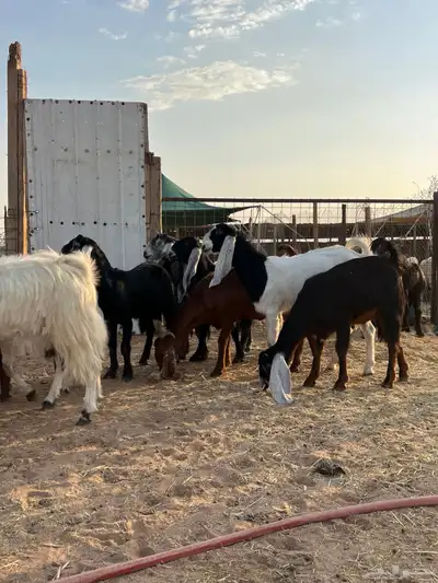 معزا مشاريك 4