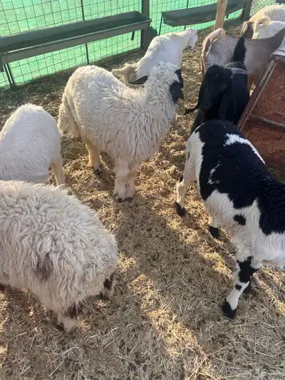 ذبايح البيع 5