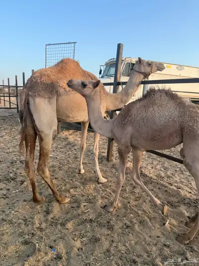 رحول خلفه ثنيه طابع شرط 2