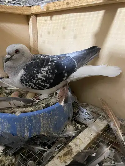 جوز عباسي 0