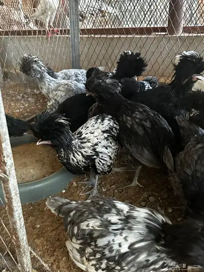 دجاج بولش 4