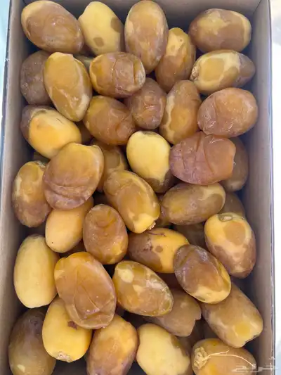 خلاص القصيم لقاط 0