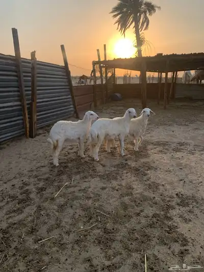 رخال جذعات كفو 2