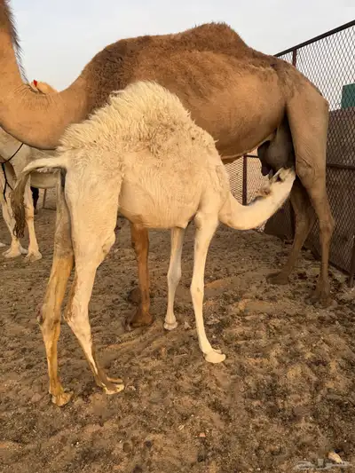 بكره عفرى 0