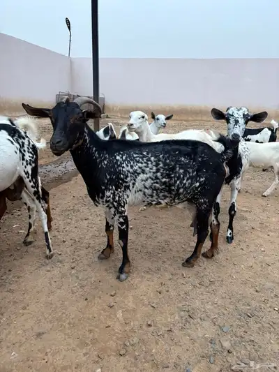 غنم لبيع 3