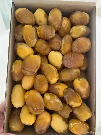 خلاص القصيم لقاط 1