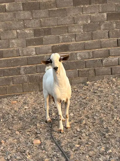 تيس بيشي صنف 3