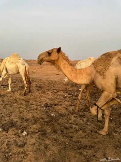 قعود كفو للبيع 6