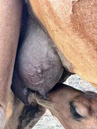 للبيع خلفه بكره وتحتها بكره ساحليه 6