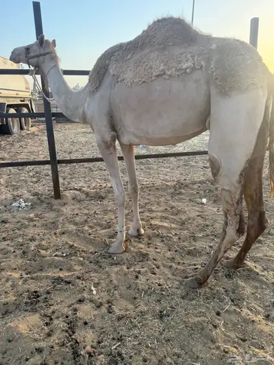 رحول خلفه ثنيه طابع شرط 3