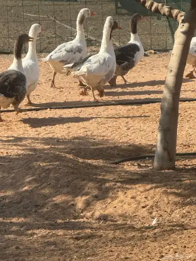 حائل 3