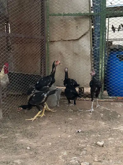 دجاج فارسي 1