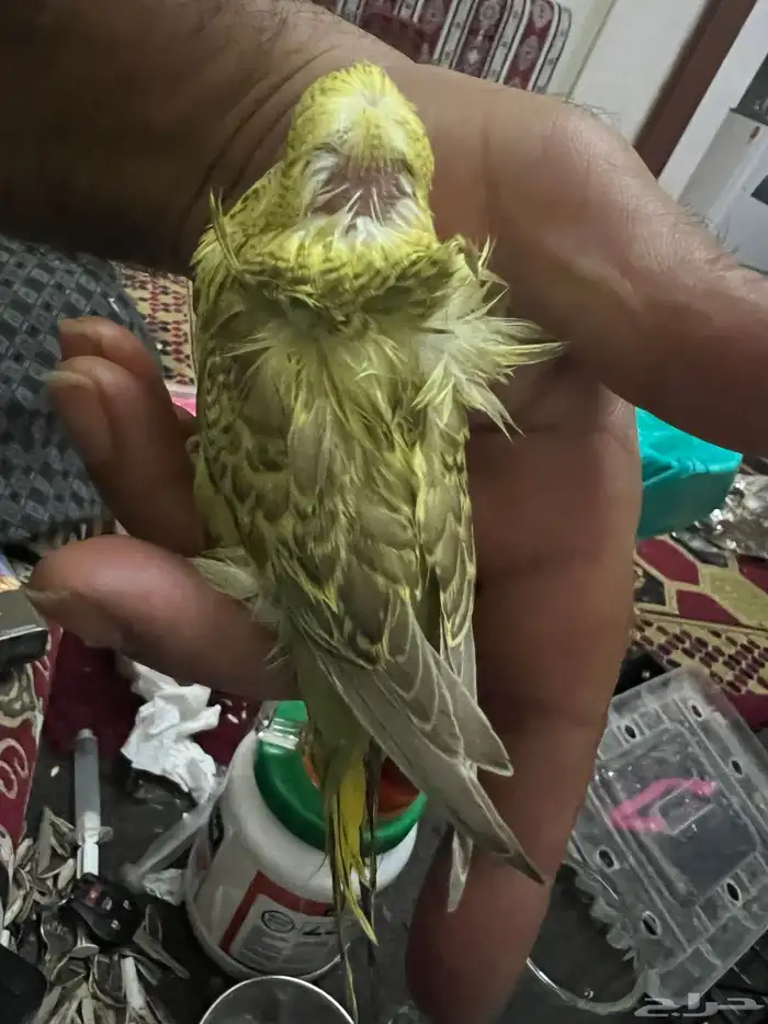 طيور حب هوقو فروخ 1