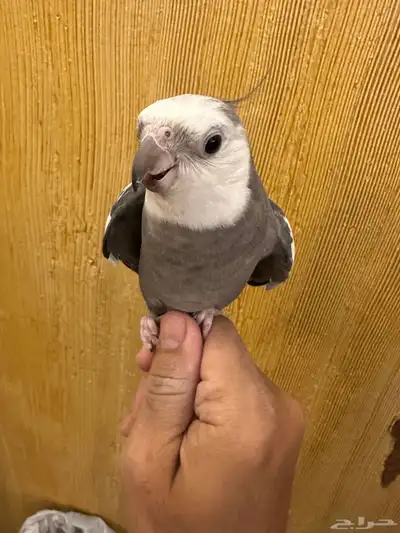 ذكر كروان هولندي 1