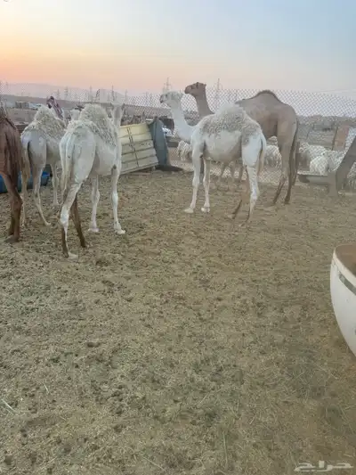 حشوو للبيع 1