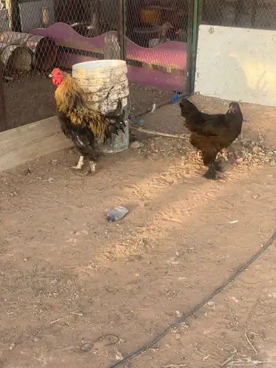 دجاج براهما 0