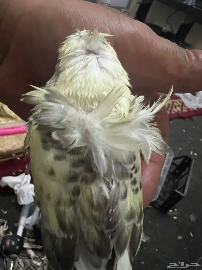 طيور حب هوقو فروخ 3