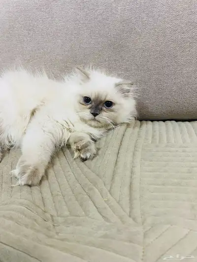 قطه للبيع عمرها 3 شهور ونص 2