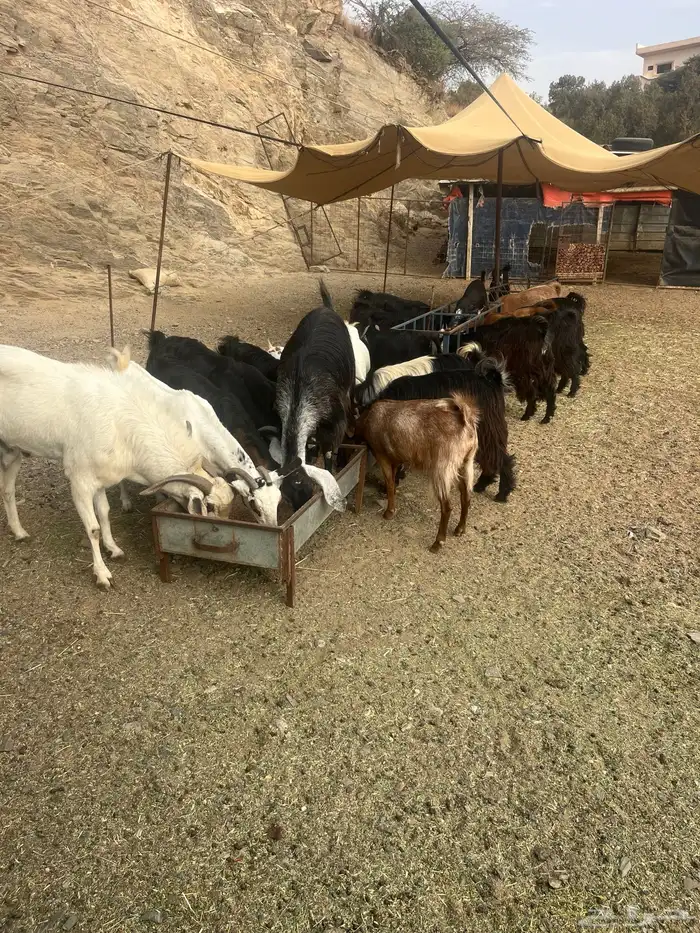 ماعز للبيع 0