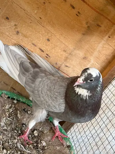 جوزين قطايف للبيع 3