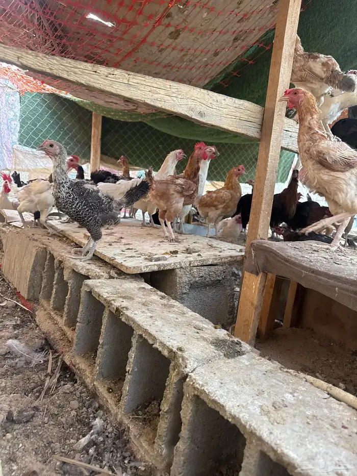 دجاج بياض 1