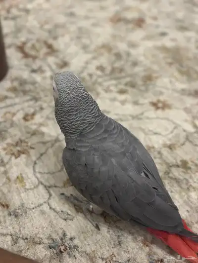 ببغان كاسكو 2