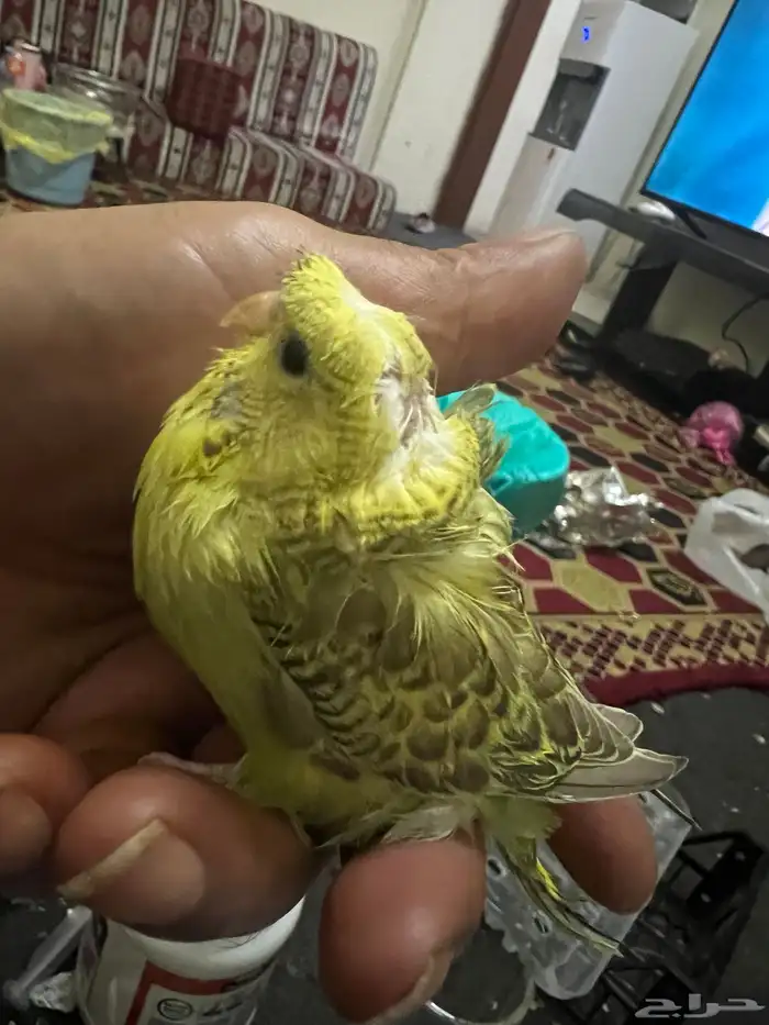 طيور حب هوقو فروخ 2