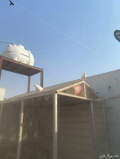 حمام 0